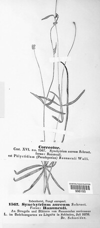Synchytrium aureum image